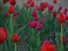 Spring Showers Brought Flowers